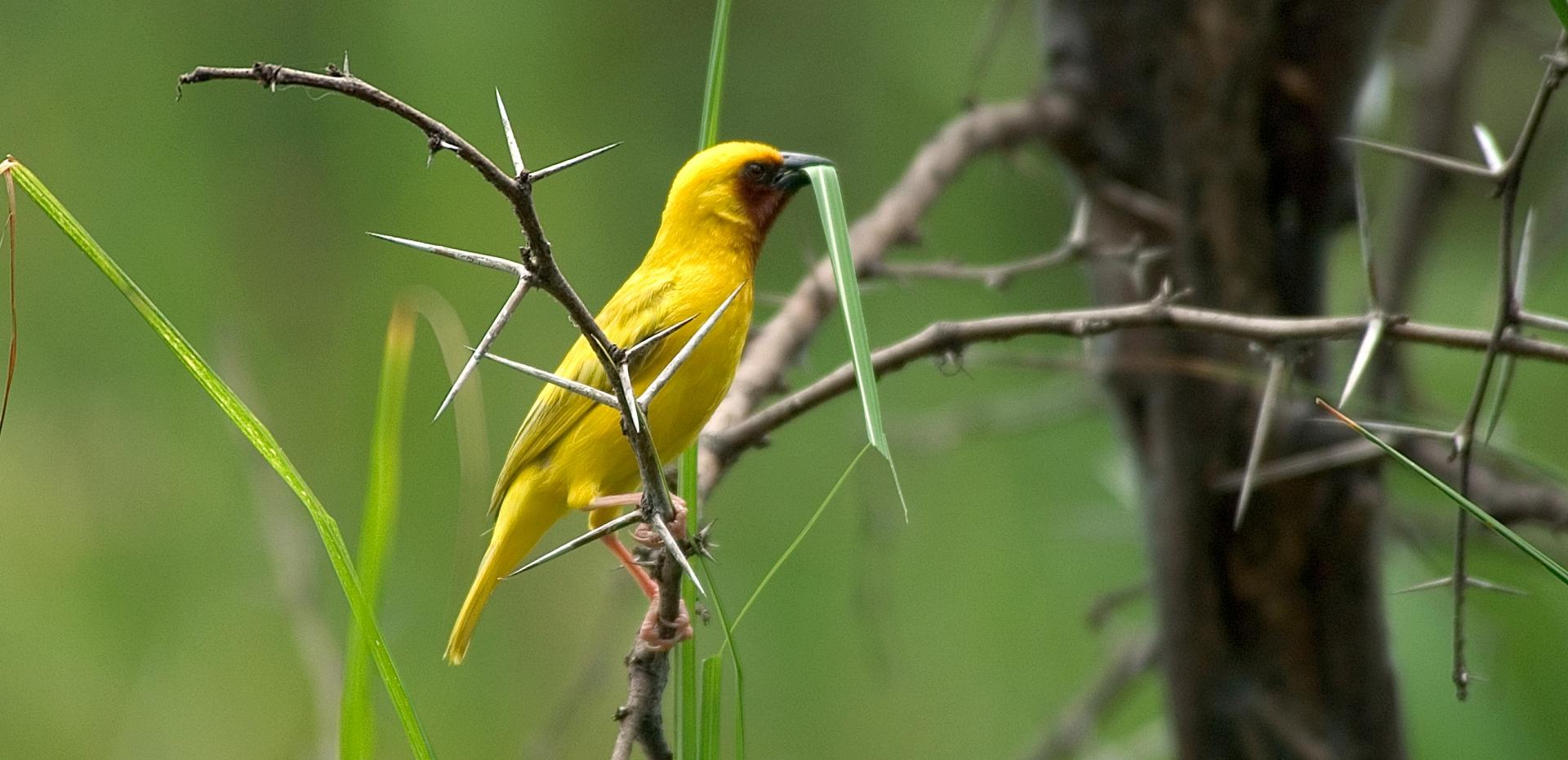  ⁠Birding Safaris: