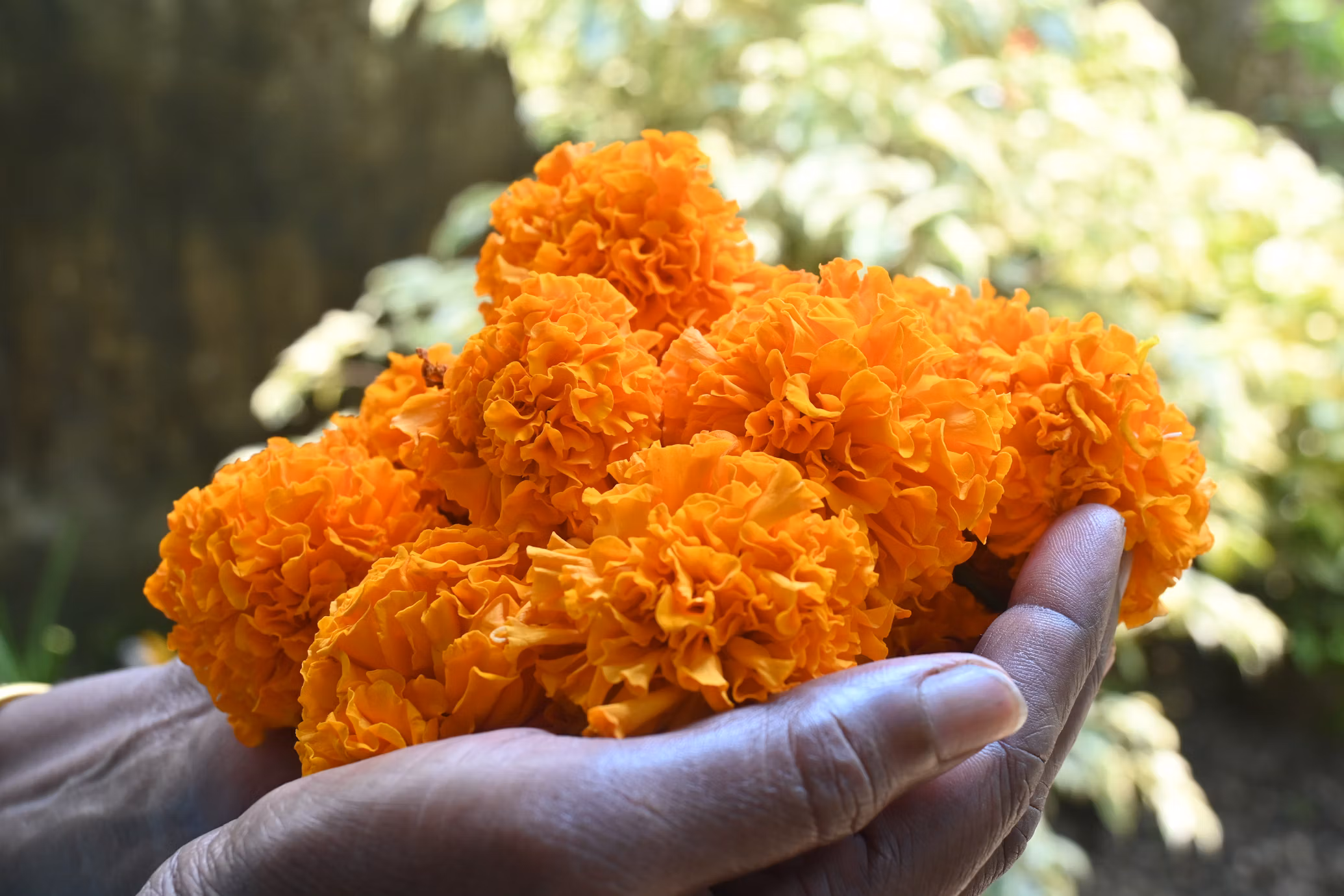 Zambian cuisine background